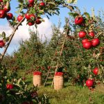 ¿Cuál es la base gravable sobre la cual se liquida la cuota de fomento hortifrutícola?