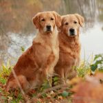 ¿Es procedente aplicar medidas cautelares sobre los animales de compañía del deudor para asegurar el cumplimiento de obligaciones tributarias?